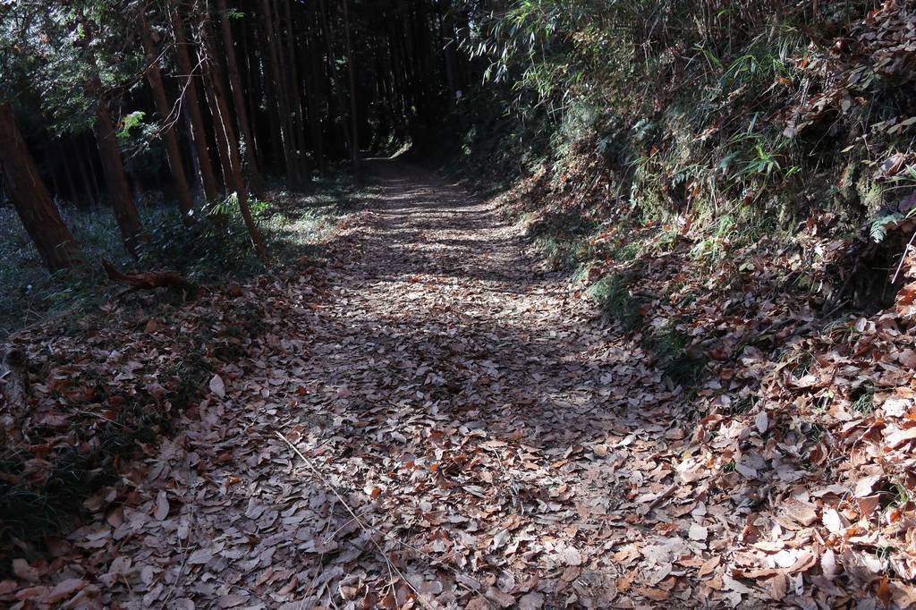 広々とした緩やかな道を進んでいきます
