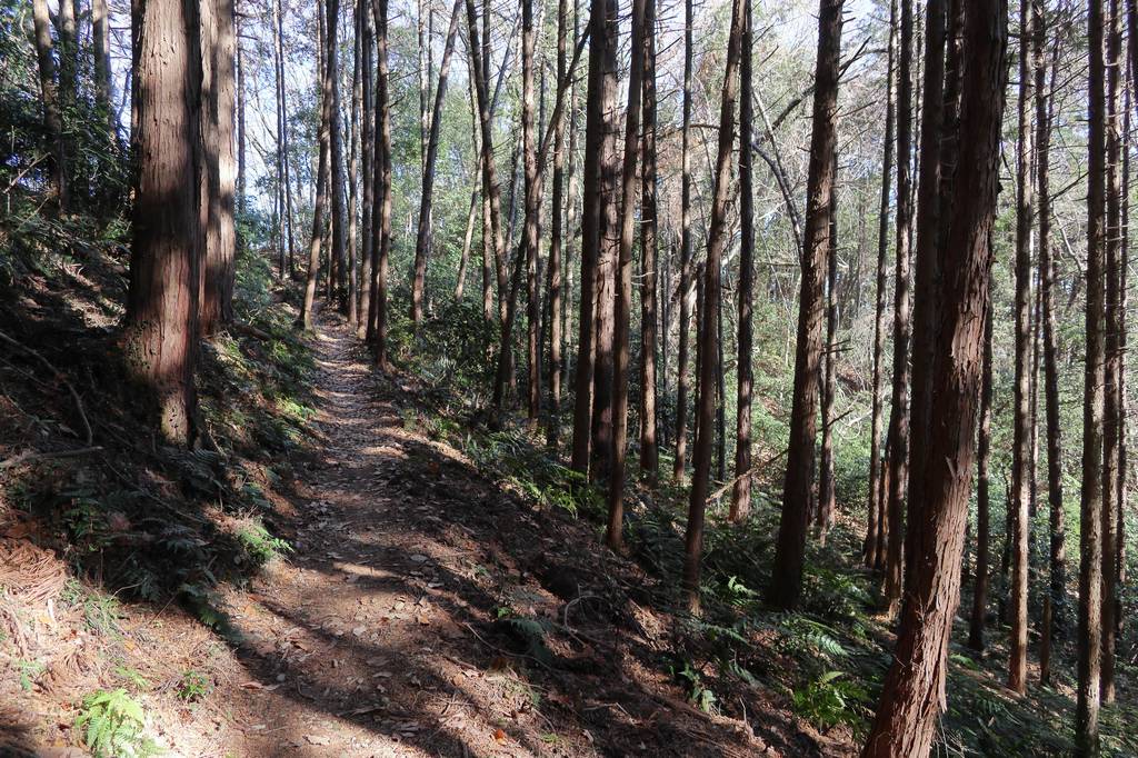 登山道らしい樹林帯の中を登っていきます