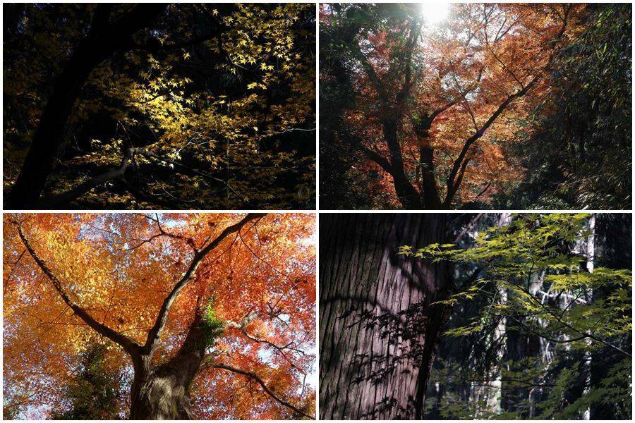 やっぱり紅葉シーズンが一番オススメです