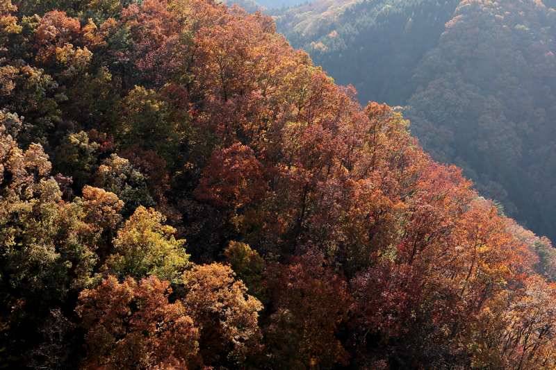 行くならやっぱり新緑紅葉シーズンですね