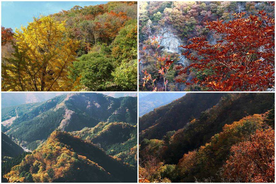 紅葉シーズンなら期待を裏切りません