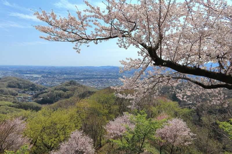 山頂からの眺望。サクラの見頃は少し過ぎてしまったかな。