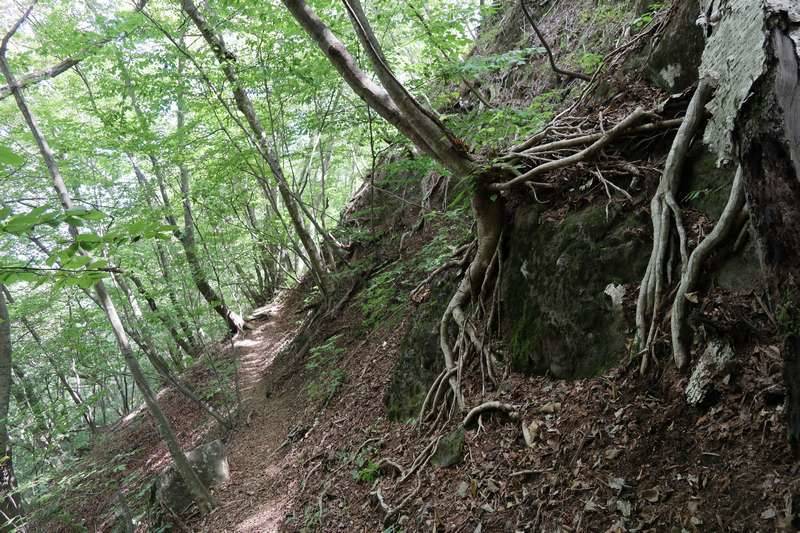 尾根通りを進みます。岩場・クサリ場が何度もあり気が抜けません。