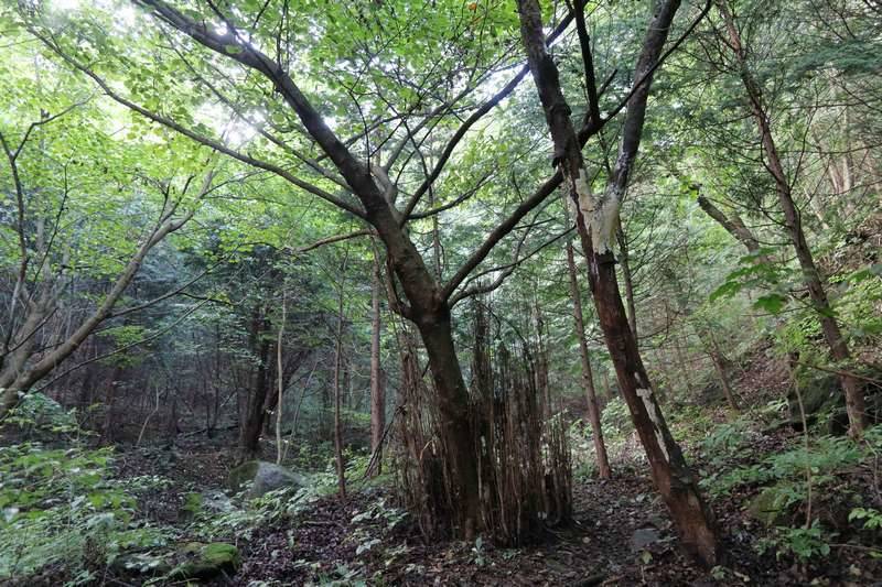 樹林帯の中を黙々歩く、よくある低山パターンです。