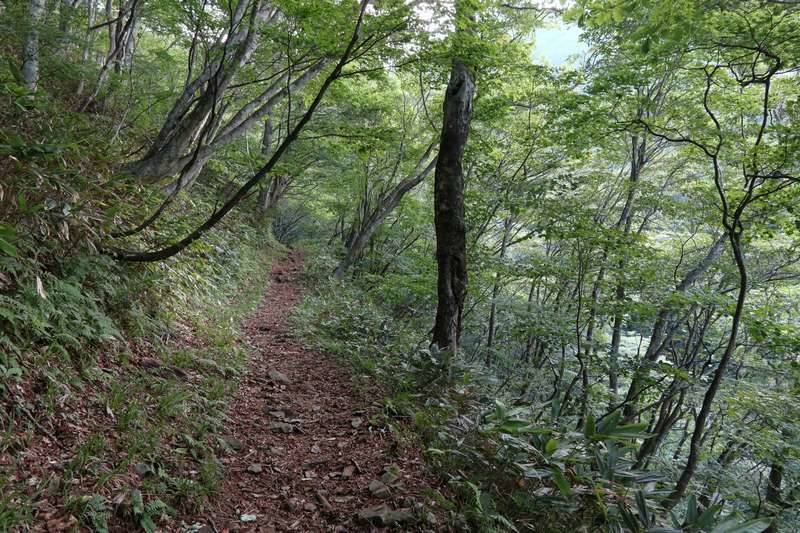 樹林帯の中を黙々歩く、よくある低山パターンです。