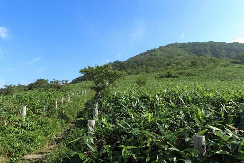 笹の葉で埋め尽くされた道へ。少し空けた場所にベンチがあるので休憩に良い。