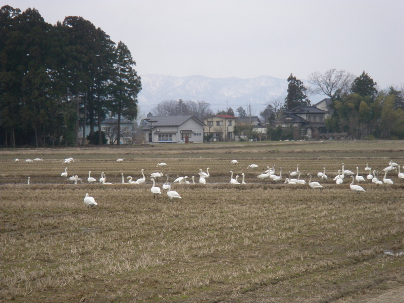 f:id:bakafutomon:20100324101923j:image