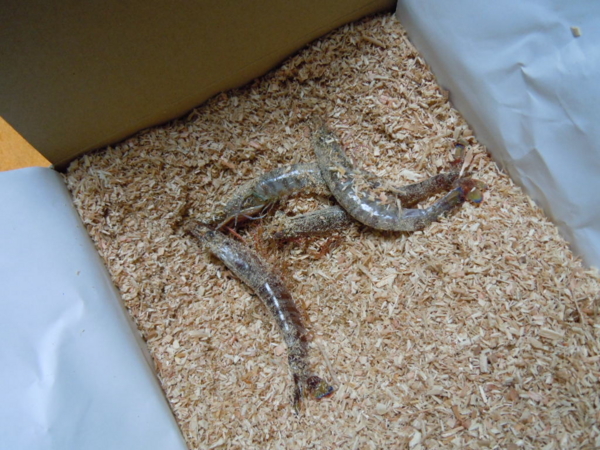 f:id:bakafutomon:20121223172705j:image f:id:bakafutomon:20121223172705j:image