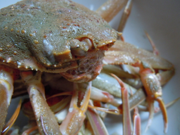 f:id:bakafutomon:20130227184039j:image