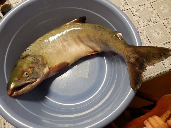 f:id:bakafutomon:20131114165602j:image