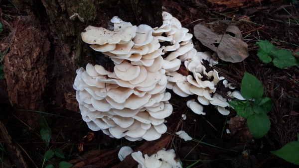 f:id:bakafutomon:20150926123702j:image