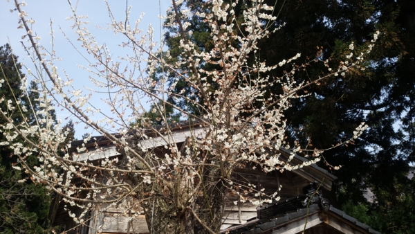 f:id:bakafutomon:20160401111917j:image