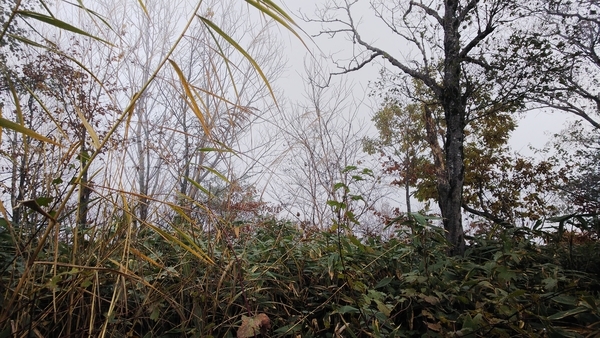 f:id:bakafutomon:20201103111627j:image