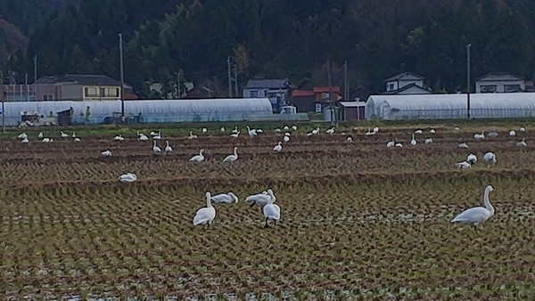 f:id:bakafutomon:20201125104205j:image