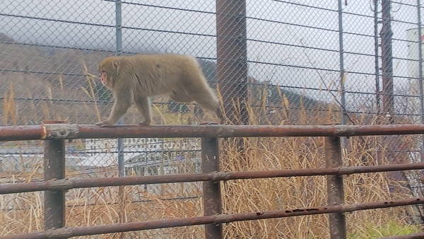f:id:bakafutomon:20201126141609j:image