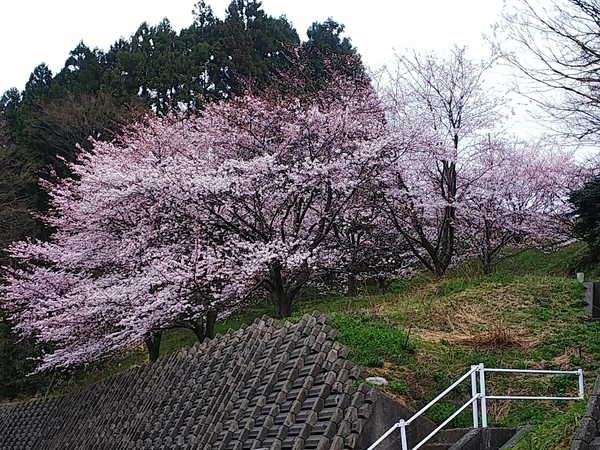 f:id:bakafutomon:20210331060216j:image