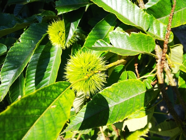 f:id:bakafutomon:20210718085224j:image