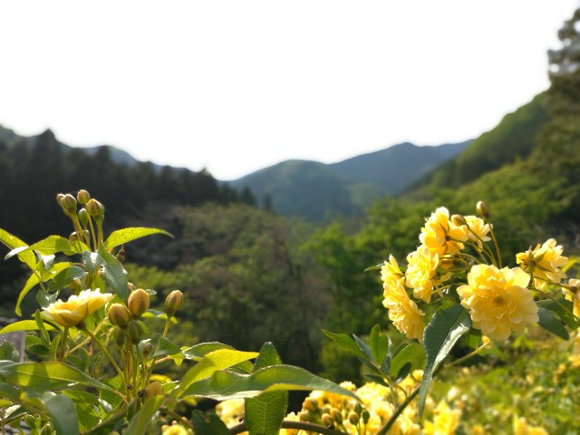 f:id:bakedfruits:20180426111942j:image