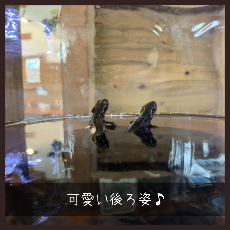 f:id:bakenekolabo:20200409230004j:plain
