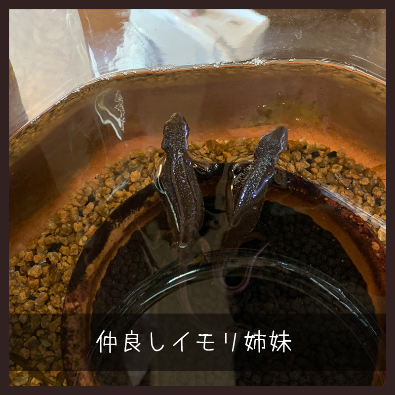 f:id:bakenekolabo:20200409230239j:plain