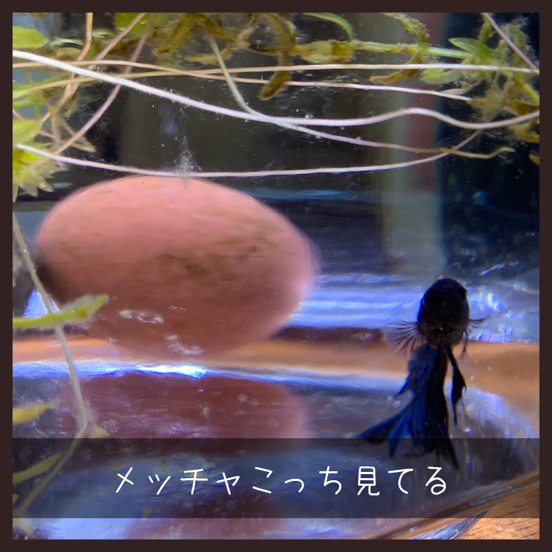 f:id:bakenekolabo:20200409231038j:plain