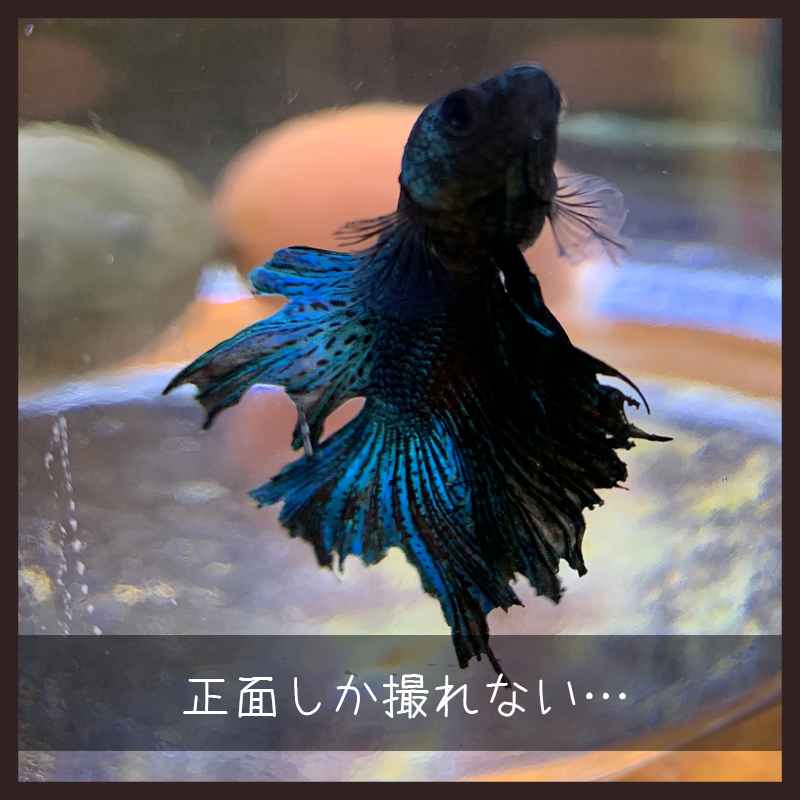 f:id:bakenekolabo:20200409231157j:plain