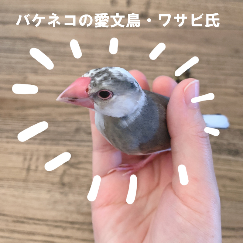 f:id:bakenekolabo:20200720150146j:plain