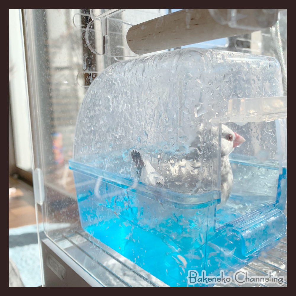 f:id:bakenekolabo:20210101215854j:plain