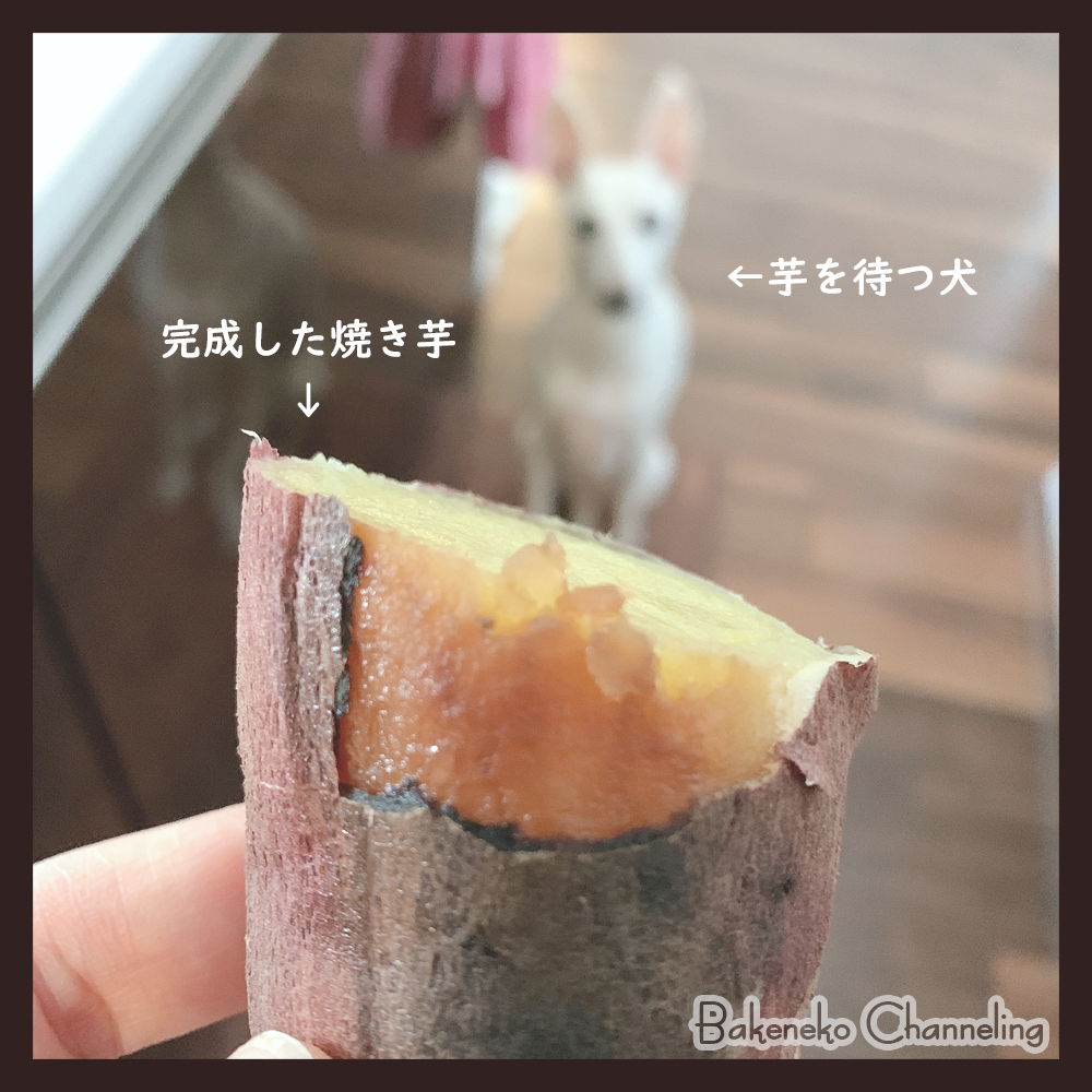 タロット占い 守護霊さんとの繋がりを深めるためのアドバイス を出品してみます バケネコちゃねりんぐ タロット占い 守護霊さんとの繋がりを深めるためのアドバイス を出品してみます バケネコちゃねりんぐ