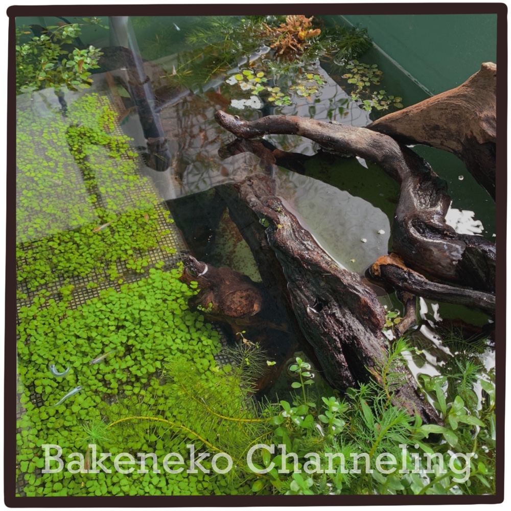 f:id:bakenekolabo:20210515182314j:plain