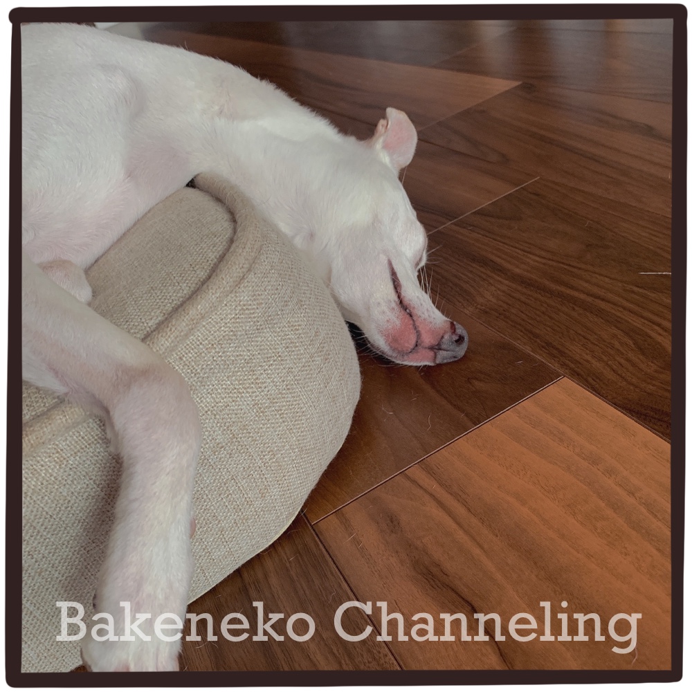 f:id:bakenekolabo:20210904205306j:plain