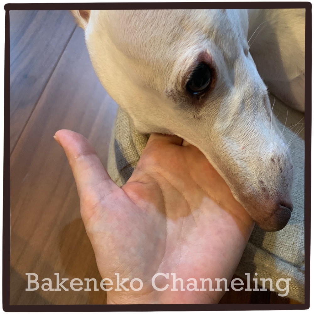 f:id:bakenekolabo:20211013211219j:plain