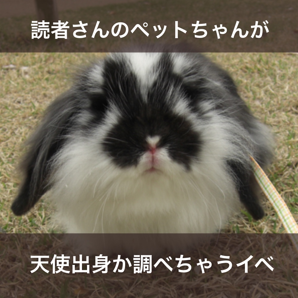 f:id:bakenekolabo:20211024200744j:plain