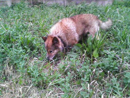 f:id:bakenshikabuya:20080421000438j:image:w360,h240