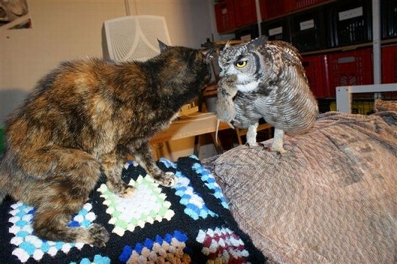 f:id:bakenshikabuya:20111014075749j:image