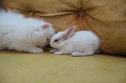 f:id:bakenshikabuya:20120327101230g:image