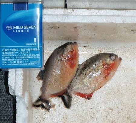 f:id:bakenshikabuya:20120502072847j:image f:id:bakenshikabuya:20120502072847j:image