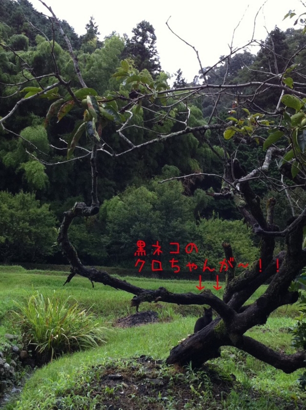 f:id:bakery-raika:20110823170626j:image:w360