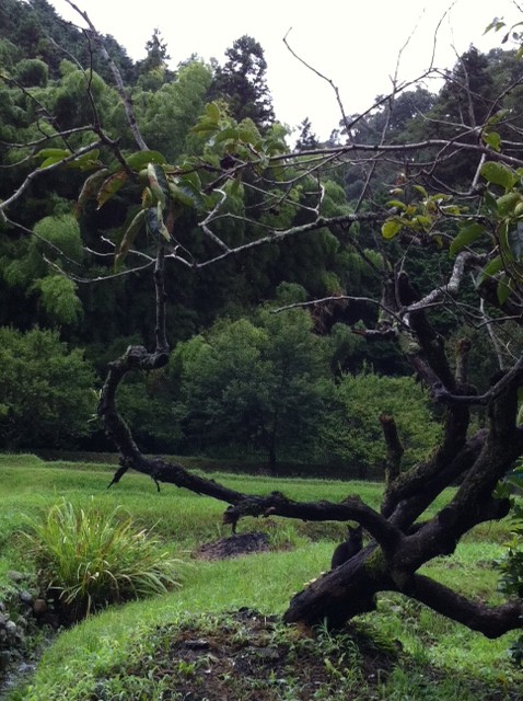 f:id:bakery-raika:20110920142950j:image:w360