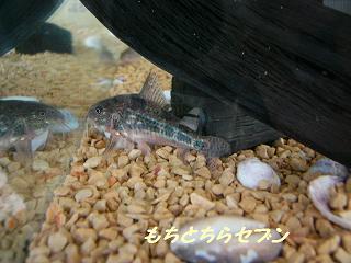 イメージ 2