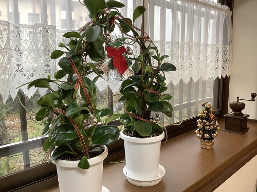 f:id:baking_week:20191220140928j:plain f:id:baking_week:20191220140928j:plain