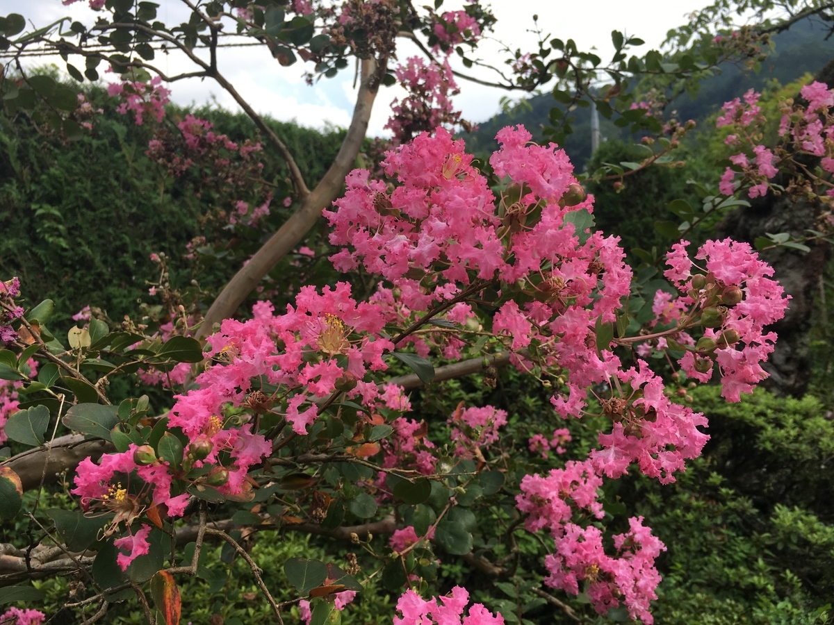 f:id:baku1209:20190826162502j:plain f:id:baku1209:20190826162502j:plain