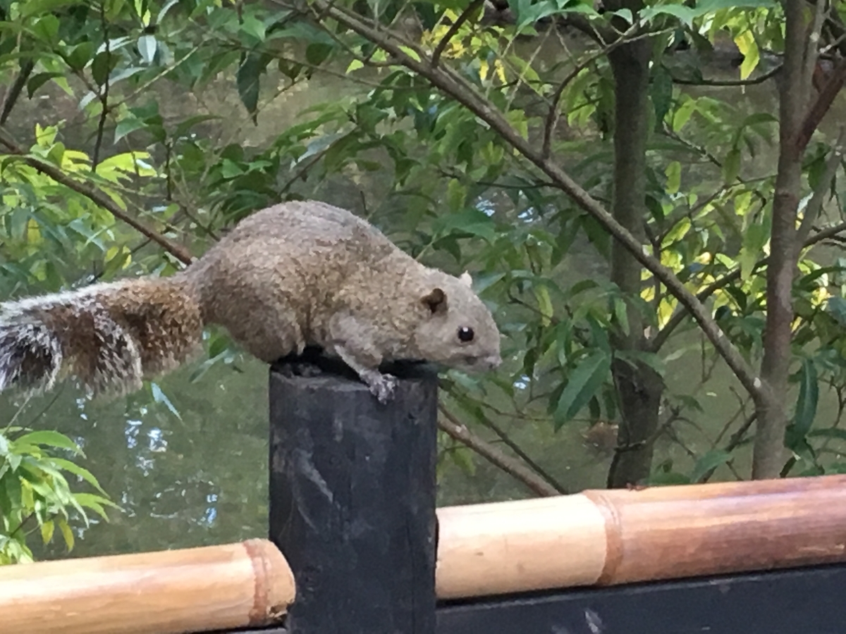 f:id:baku1209:20190914185737j:plain