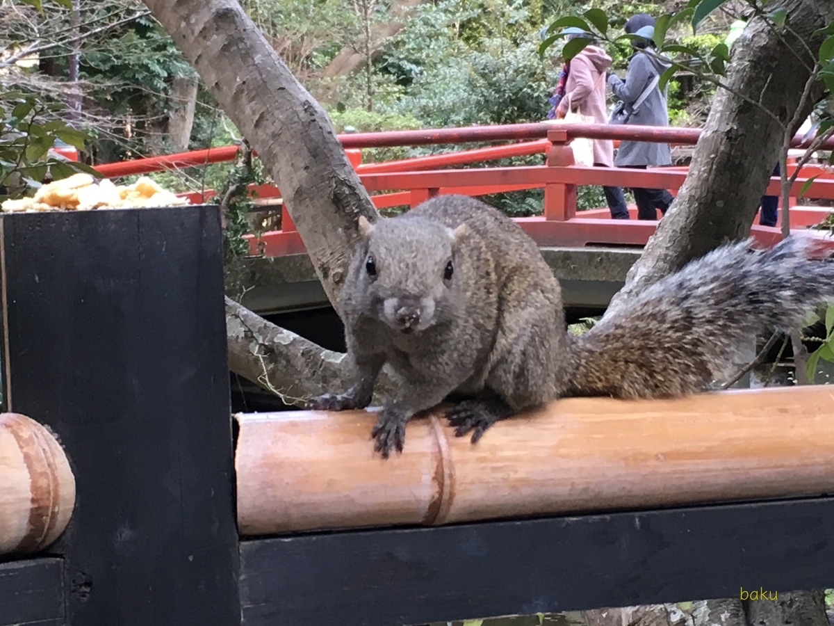 f:id:baku1209:20190914193635j:plain