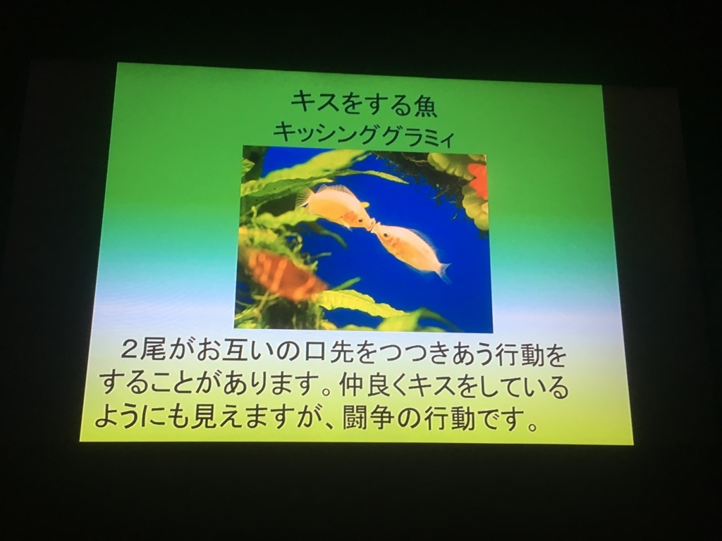 f:id:bakufu-fu:20180328225107j:plain