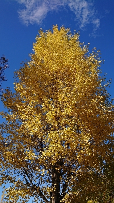 f:id:balage:20201109154446j:plain