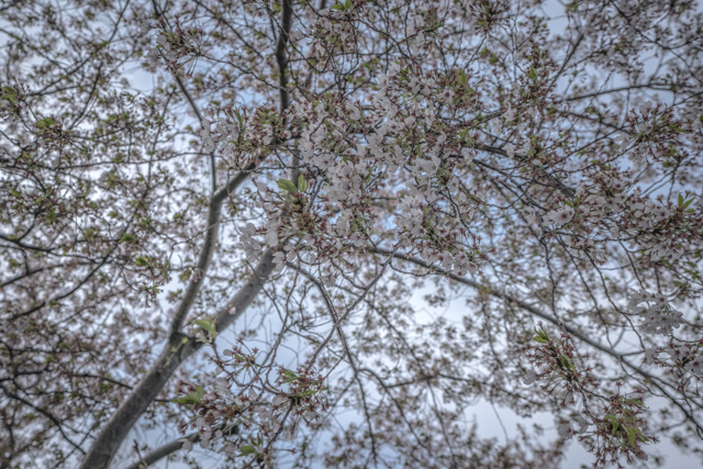 f:id:balance23:20180523153020j:plain
