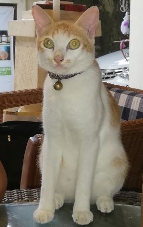 f:id:bali_indah:20200519194633j:plain