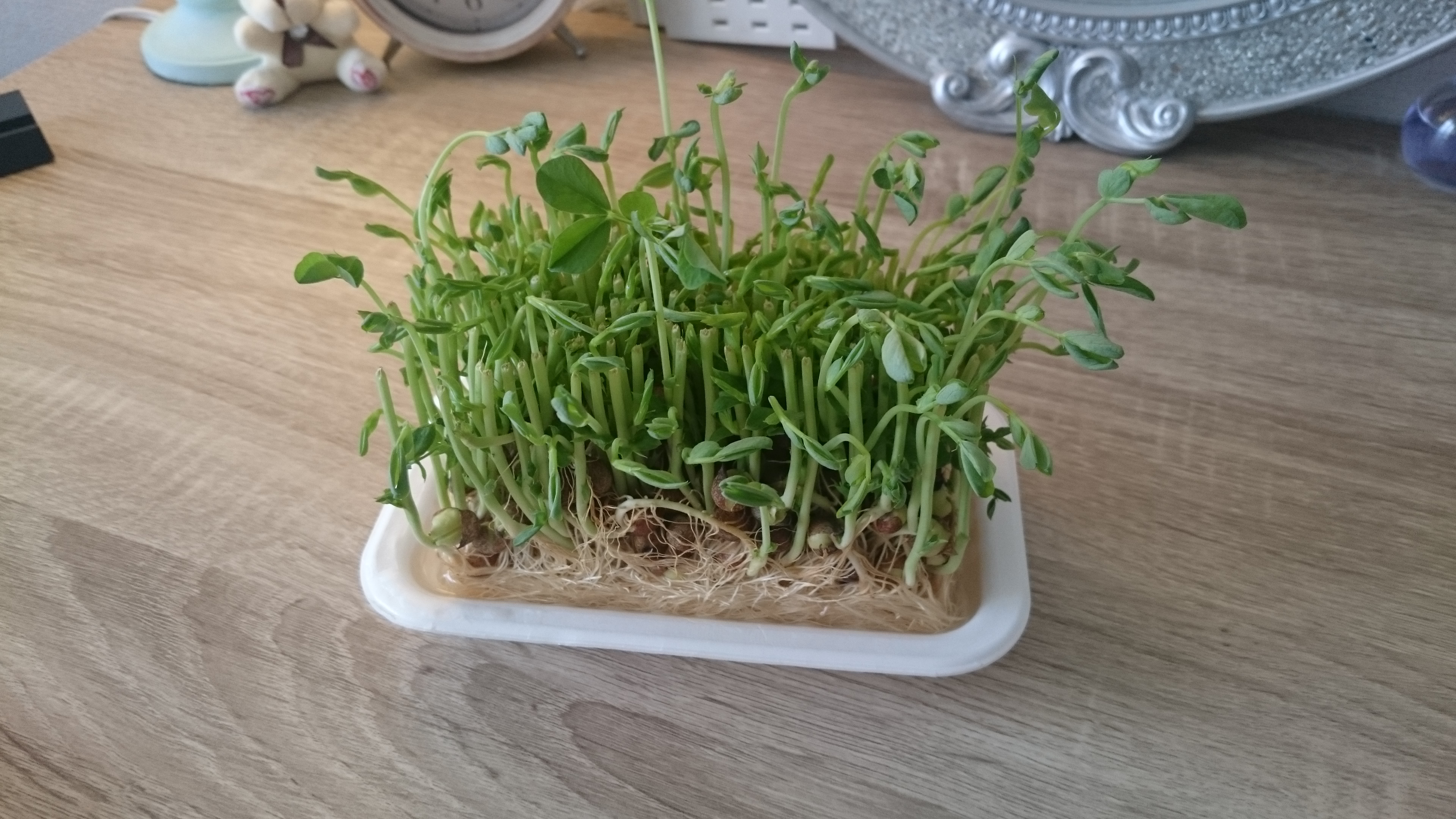 f:id:balifresh:20180424082539j:image