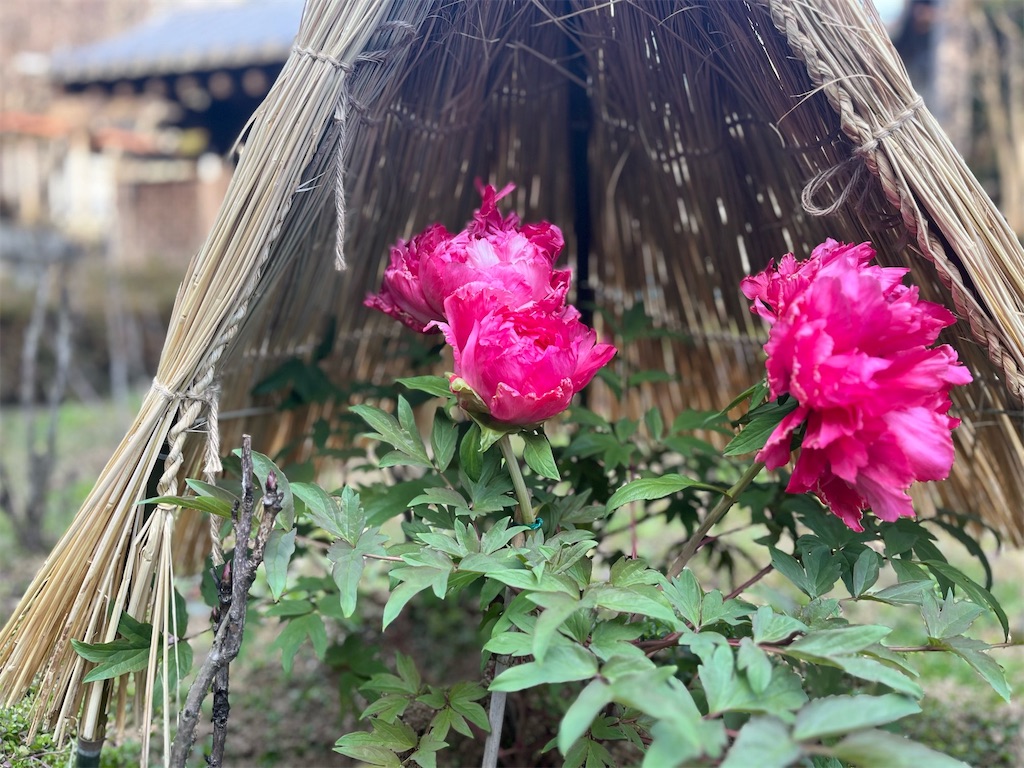 長谷寺温泉「湯元井谷屋」〜ふるさとは湯につかりて思ふもの